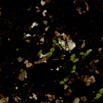 Lobelia Crystal Palace Verve frø