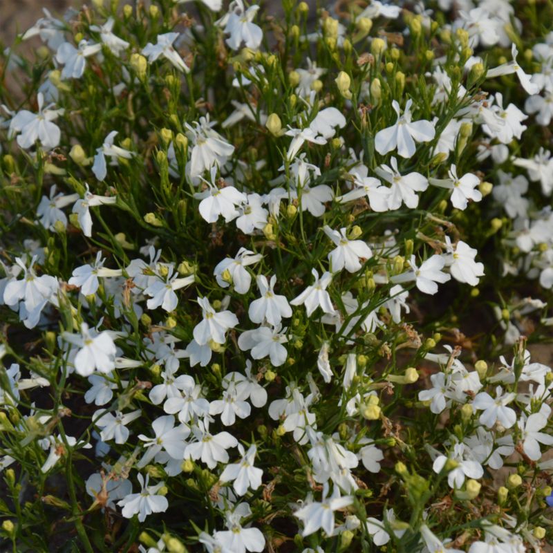 Frø af lobelia White Cascade Verve