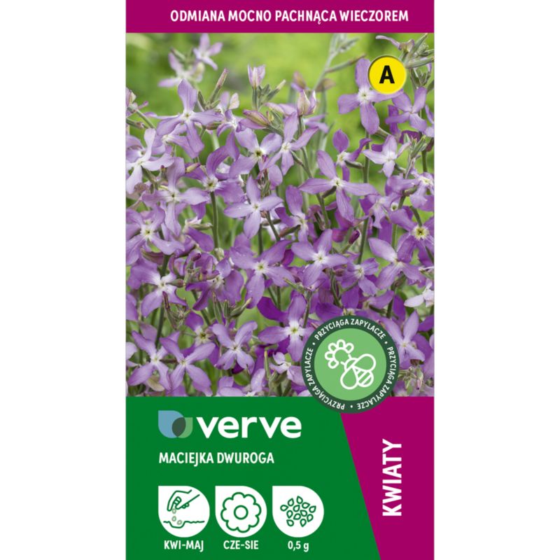 Frø af Verve aftenfrue i violet
