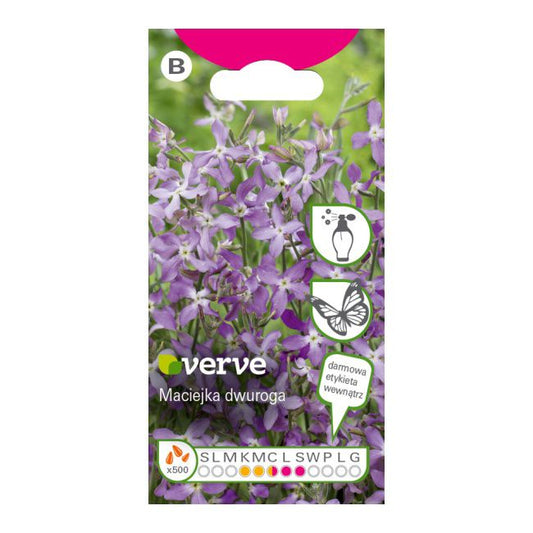 Frø af Verve aftenfrue i violet
