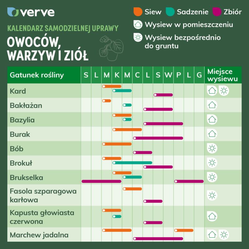 Frø af gulerod Amsterdam 2 Verve