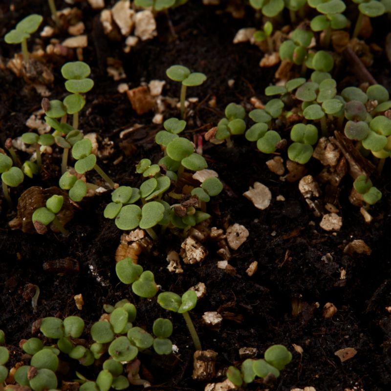 Frøblanding godecia sommerazalea Verve