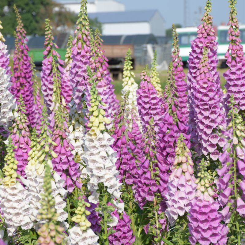 Frø af digitalis Gloxiniaeflora Verve