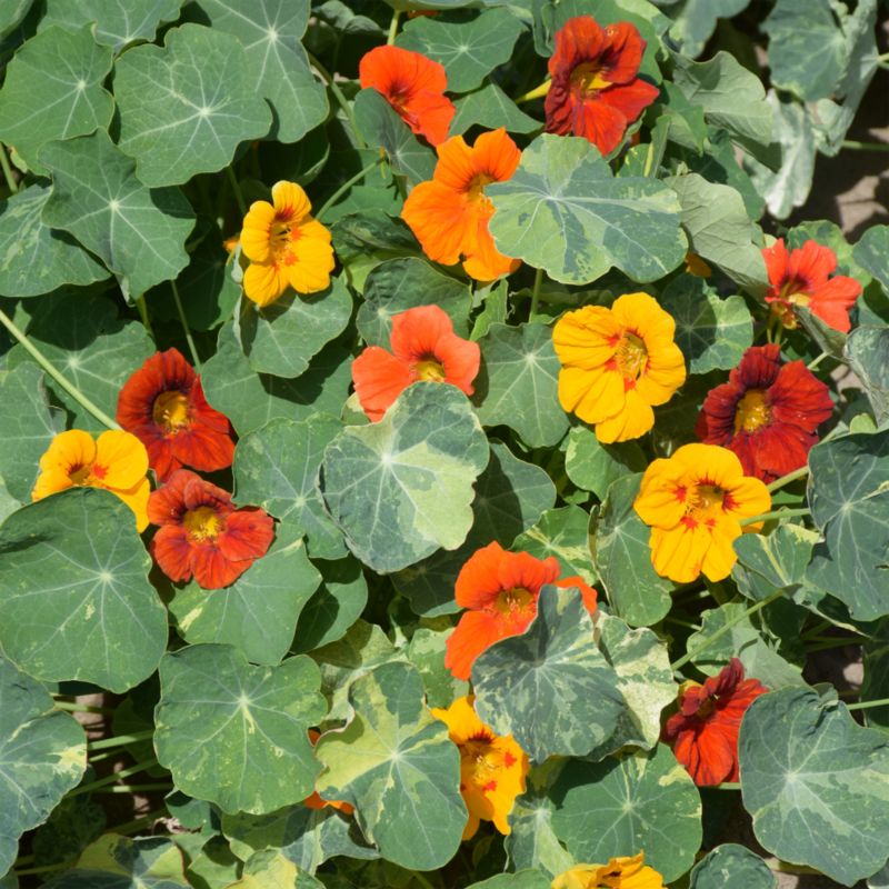 Frø af Tropaeolum Jewel of Africa Verve mix