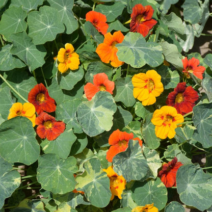 Frø af Tropaeolum Jewel of Africa Verve mix