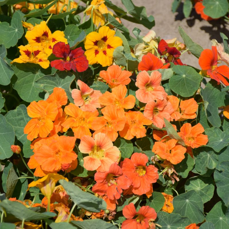 Frø til blomsten Tom Thumb Verve mix - farverige og spiselige blomster