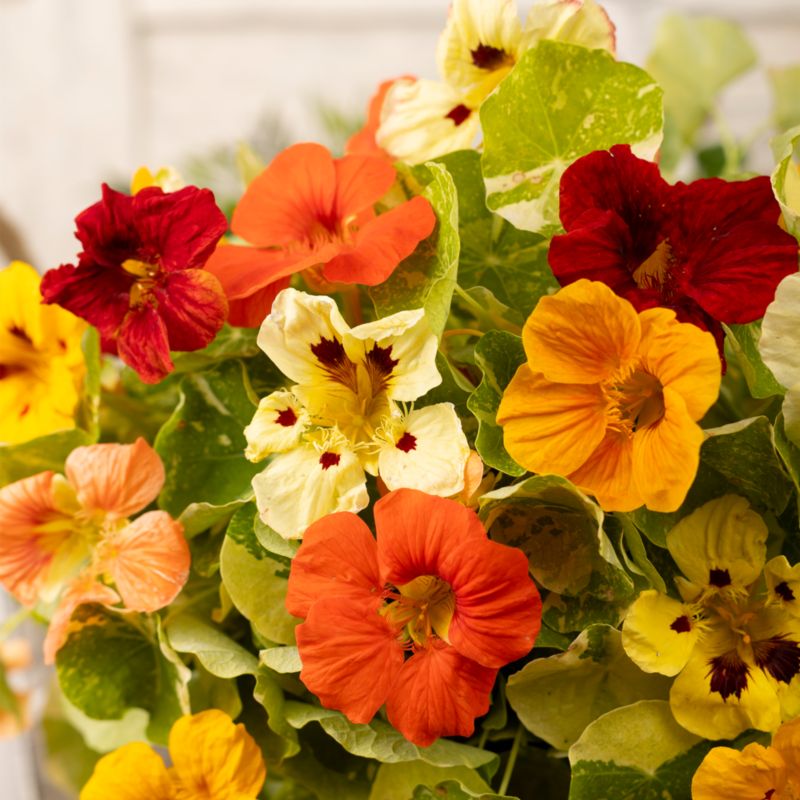 Frø til nasturtium Verve mix
