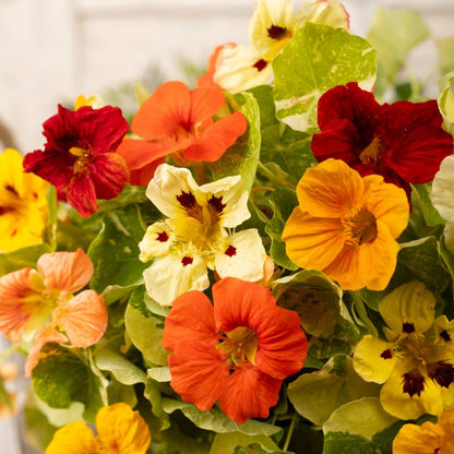 Frø til nasturtium Verve mix