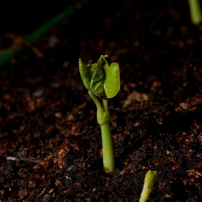 Frø til nasturtium Verve mix