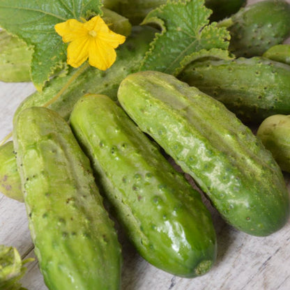 Frø til agurk cornichon Wisconsin SMR 5 Verve