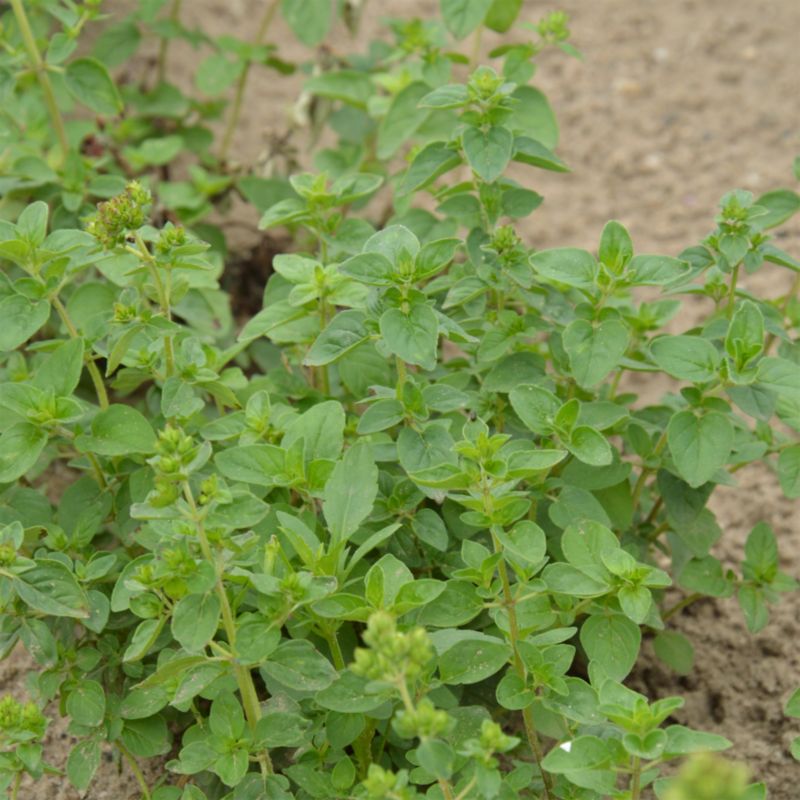 Frø af oregano Verve