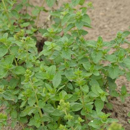 Frø af oregano Verve