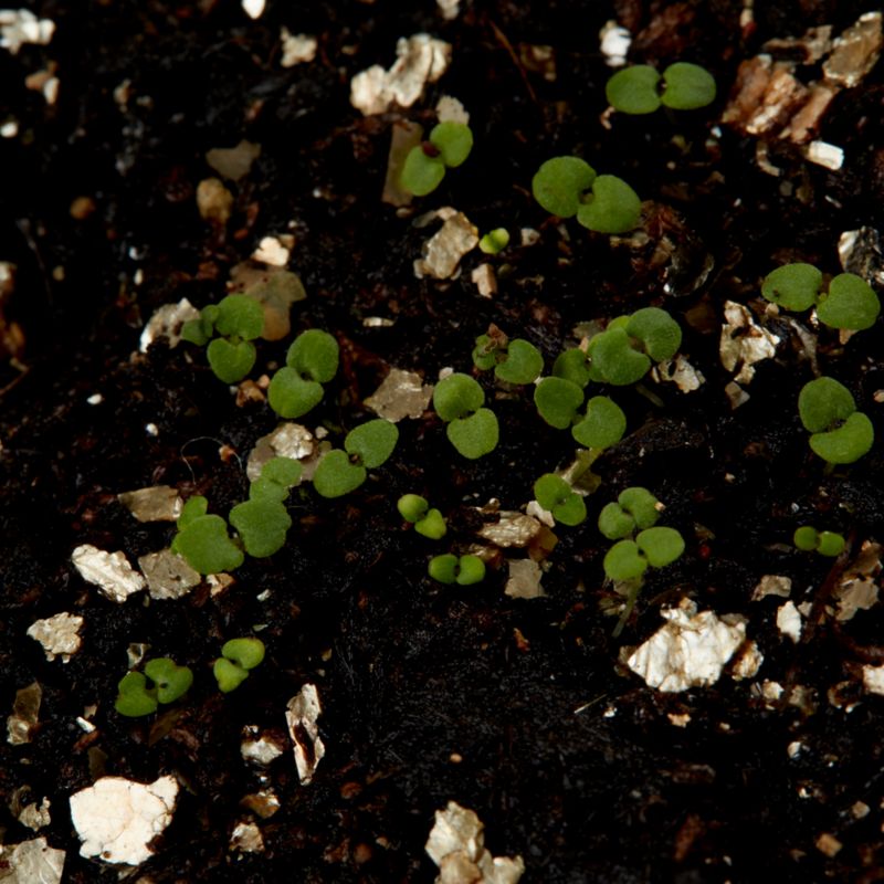 Frø af oregano Verve