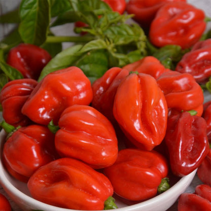 Habanero Verve B chilifrø – dyrk en af de mest krydrede peberfrugter