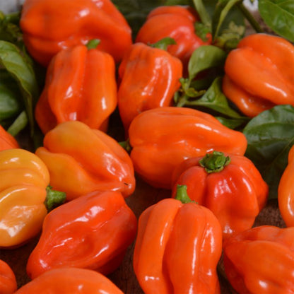 Habanero Verve C chilifrø
