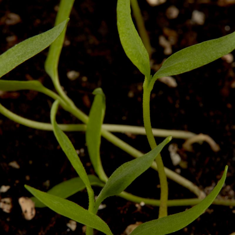 Habanero Verve C chilifrø