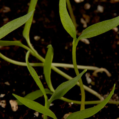 Habanero Verve C chilifrø