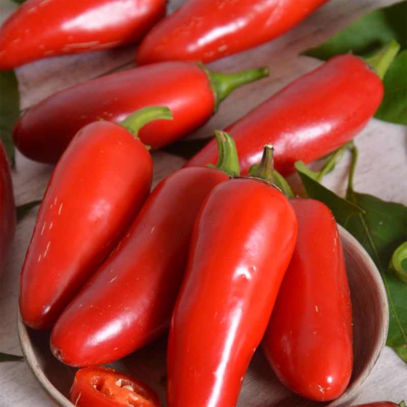 Frø til Jalapeno Verve peber