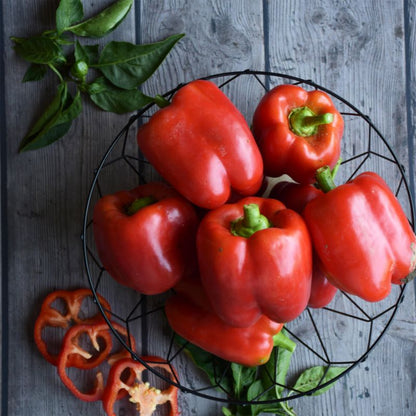 Frø af rød peberfrugt Robertina Verve