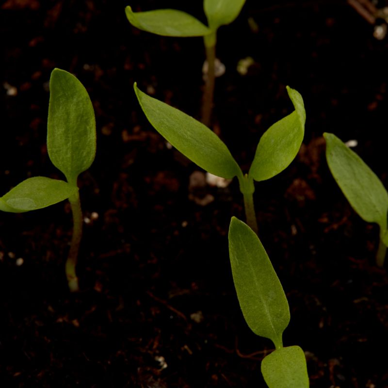 Frø af rød peberfrugt Robertina Verve