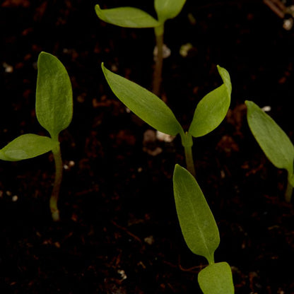 Frø af rød peberfrugt Robertina Verve