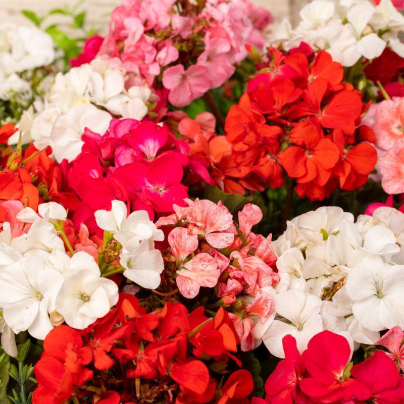 Frø til pelargonie Colorama F2 Verve