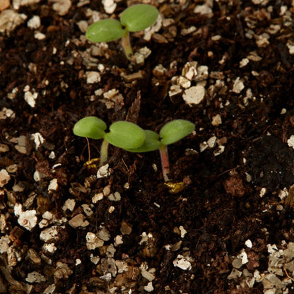 Frø af pelargonium F1 Verve bedplante, pink