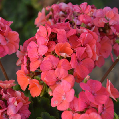 Pelargonium Salmon F Verve frø