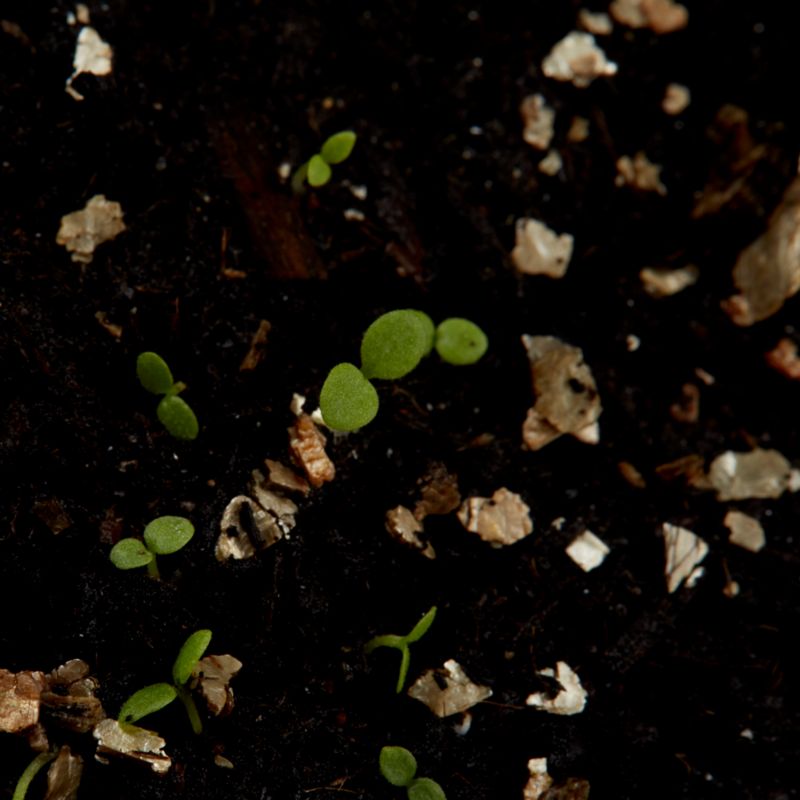 Frø af petunia Pastel F1 Verve mix