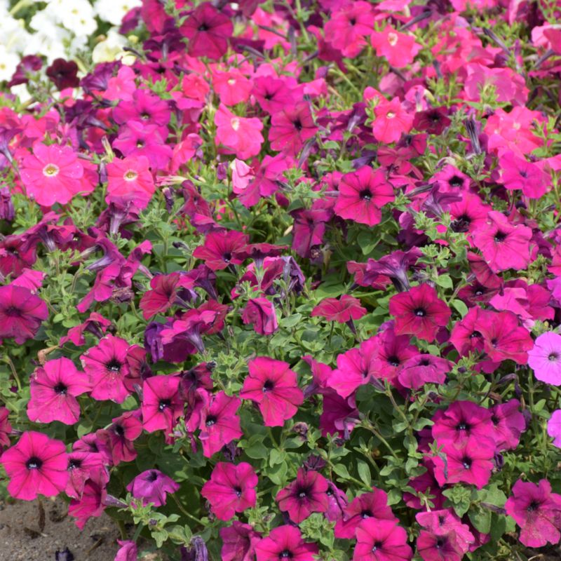 Petunia Wave F1 Verve frø