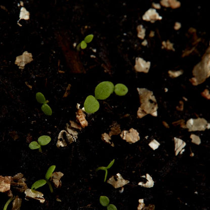 Petunia Wave F1 Verve frø