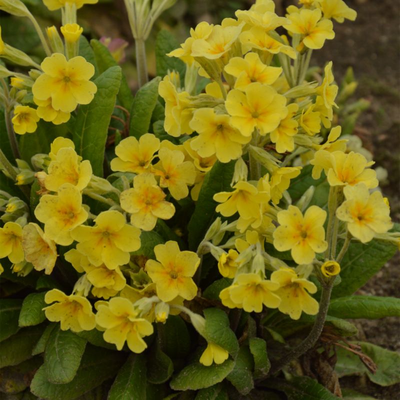 Frø af primula Verve - hårdfør flerårig plante med gule blomster