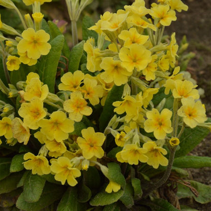Frø af primula Verve - hårdfør flerårig plante med gule blomster