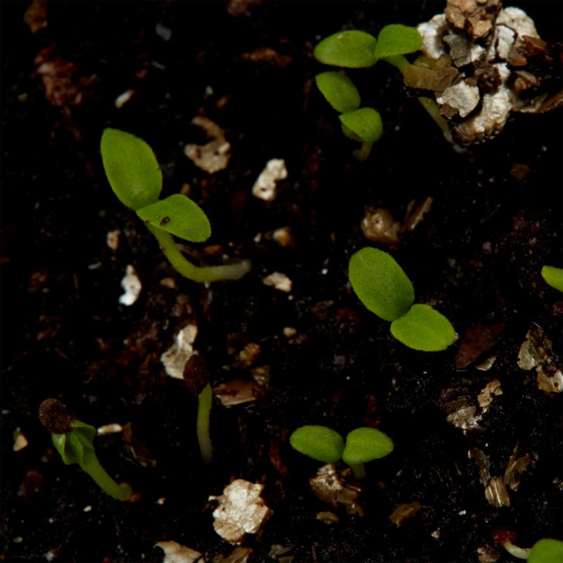Frø af primula Verve - hårdfør flerårig plante med gule blomster