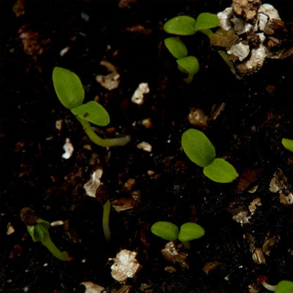 Frø af primula Verve - hårdfør flerårig plante med gule blomster