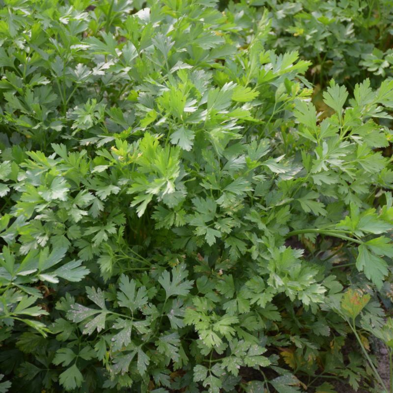 Frø af persille Plain Leaved Verve