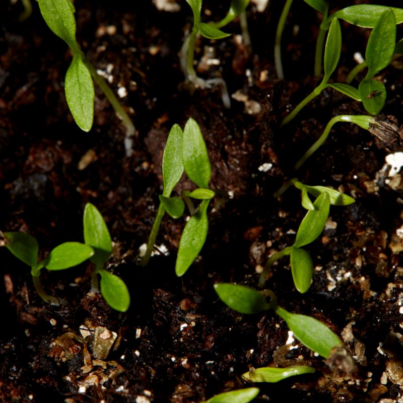 Frø af persille Plain Leaved Verve