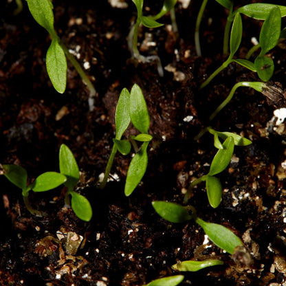 Frø af persille Plain Leaved Verve
