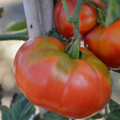 Frø til tomat Marmande Verve
