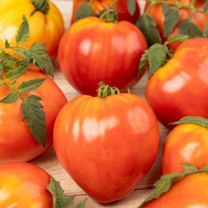 Oxheart Verve tomatfrø
