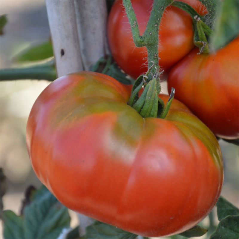 Tomatfrø Verve-kollektion