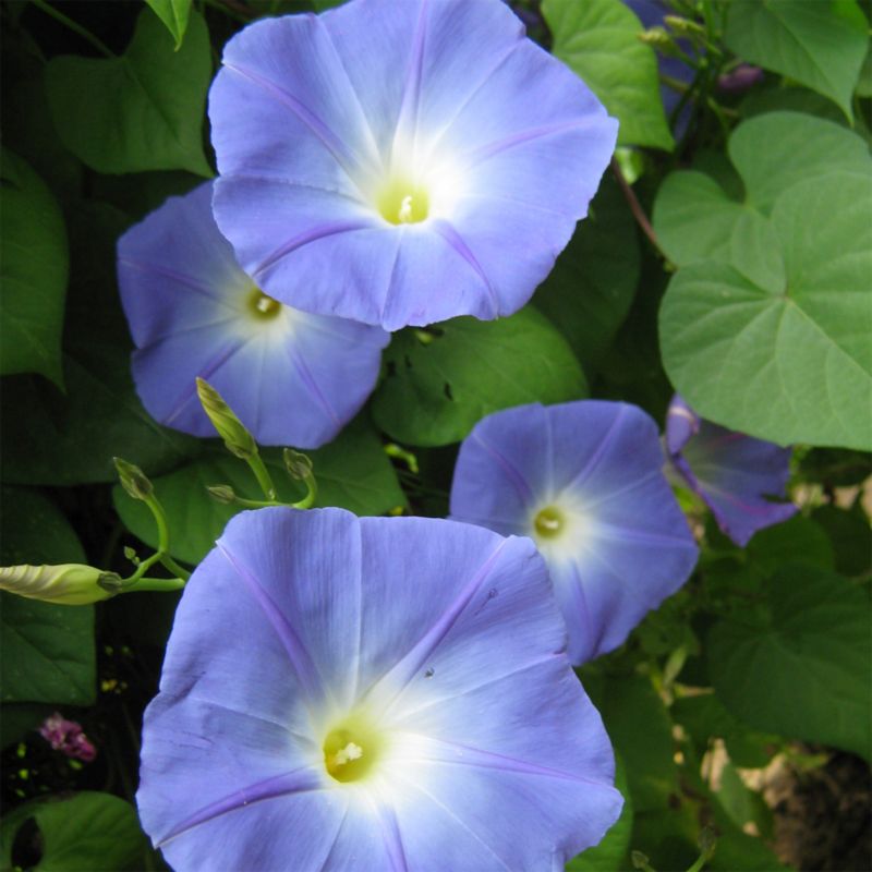 Frø af blå klematis Heavenly blue Verve