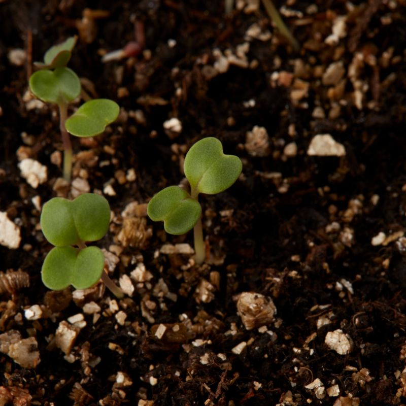 Frø af dyrket rucola Verve