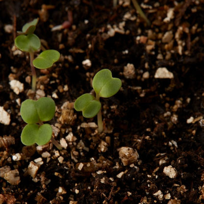 Frø af dyrket rucola Verve