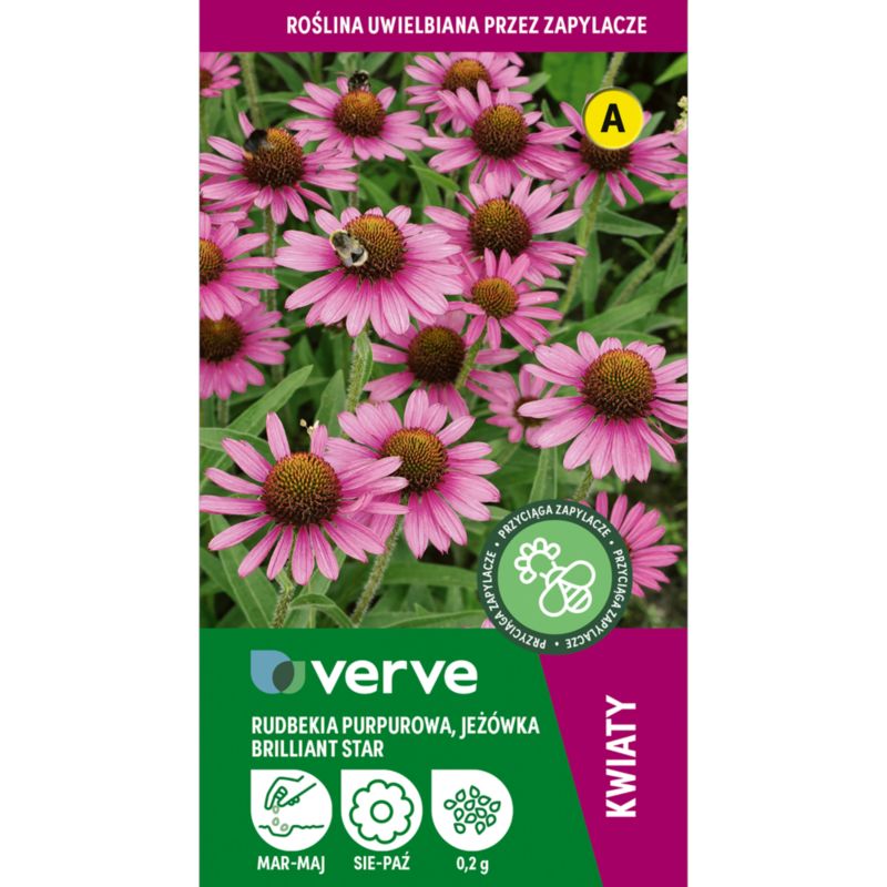 Frø af rudbeckia jeżówka Verve purpur