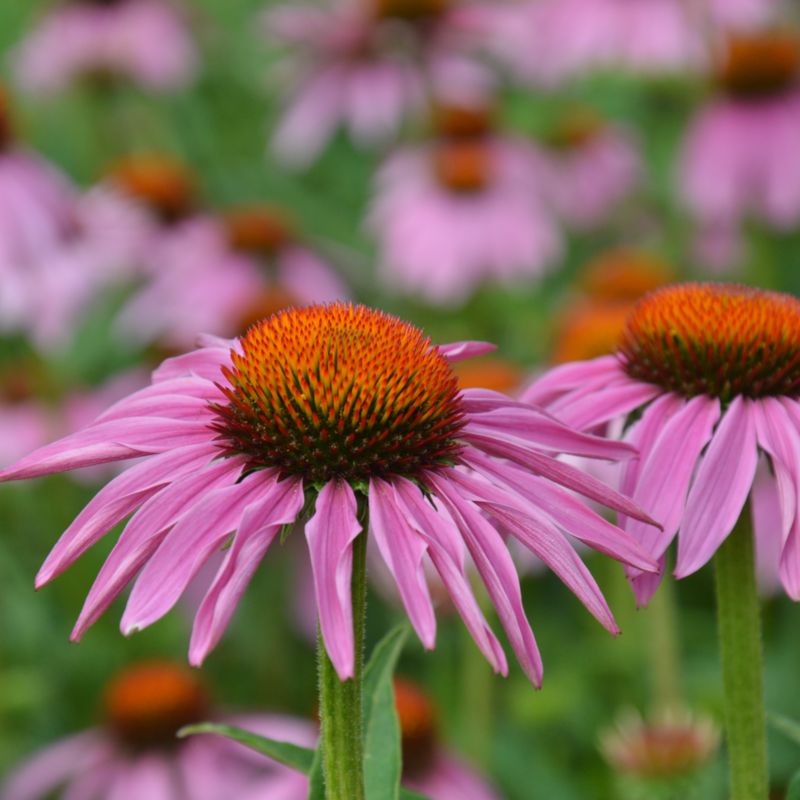 Frø af rudbeckia jeżówka Verve purpur