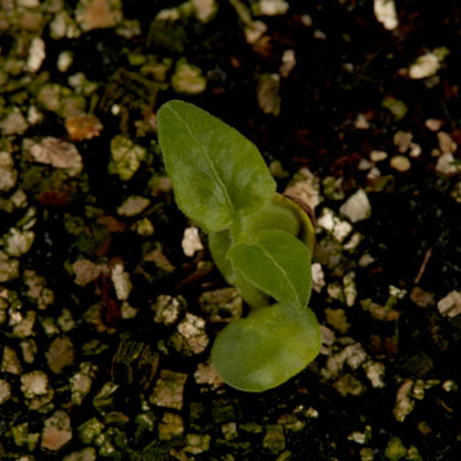 Frø af rudbeckia jeżówka Verve purpur
