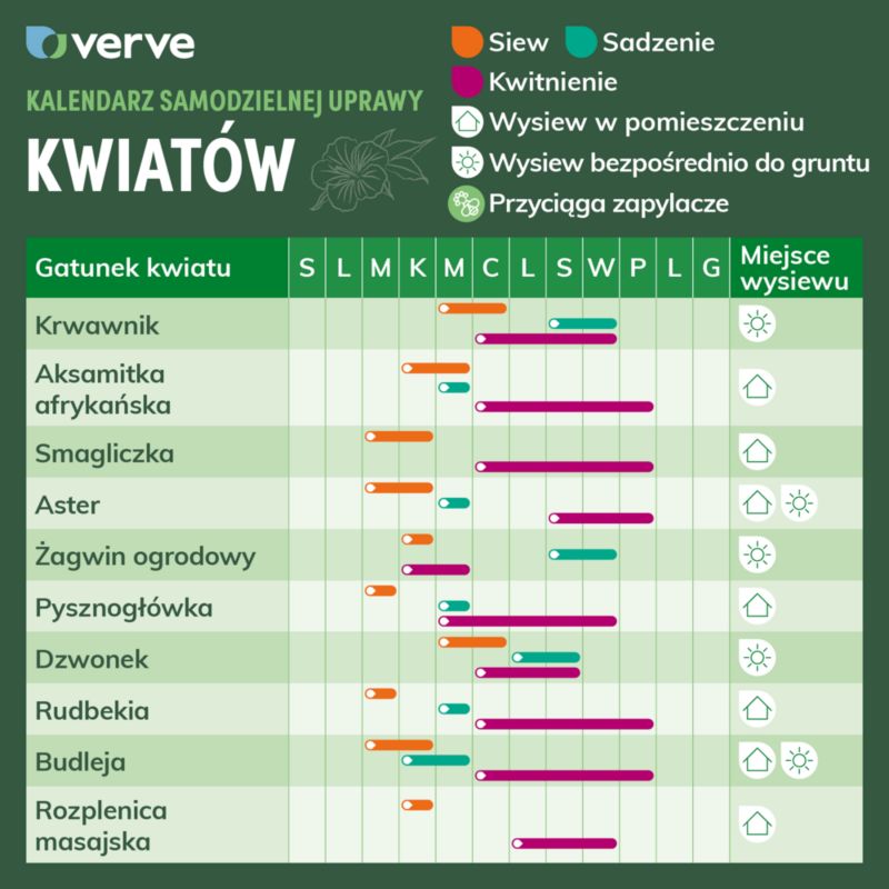 Frø af rudbeckia jeżówka Verve purpur