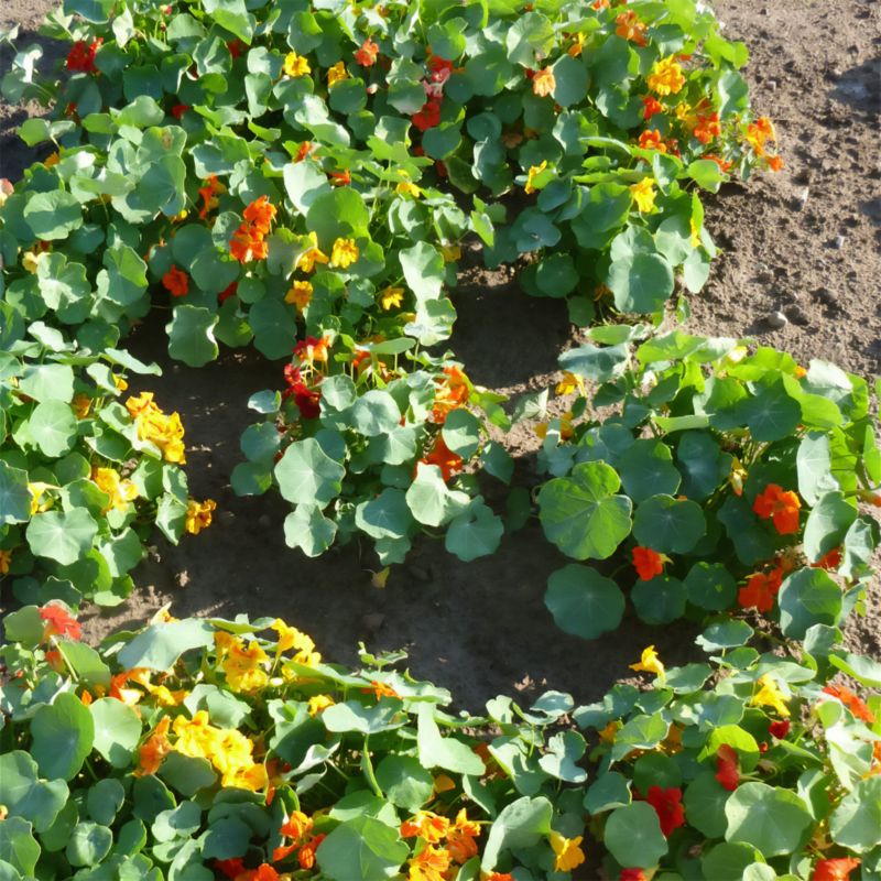 Frø af karse Verve-kollektion med blomsterkarse