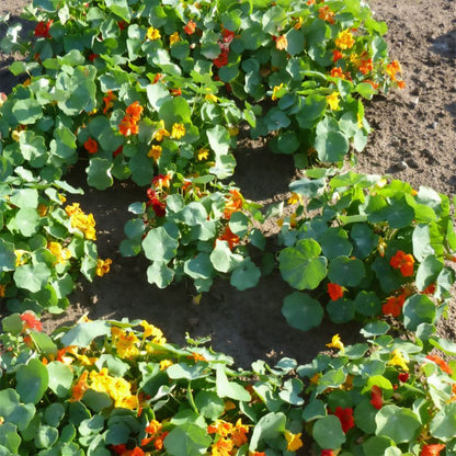 Frø af karse Verve-kollektion med blomsterkarse